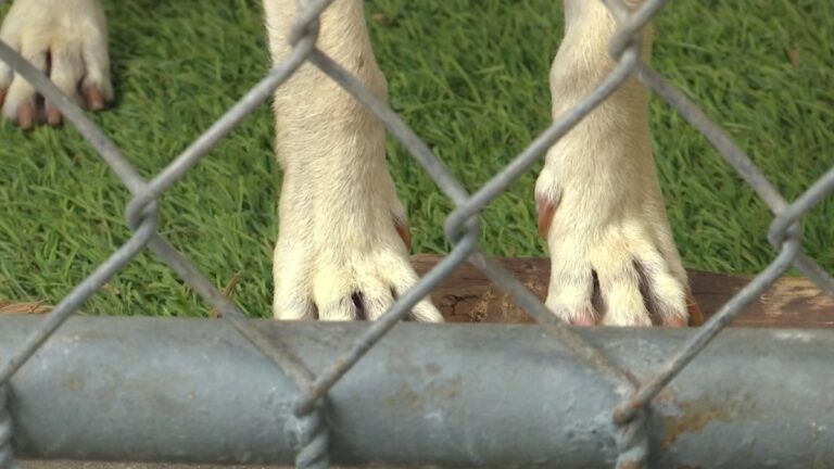 Culver City Hosts Pet Wellness Clinic For Wildfire Relief