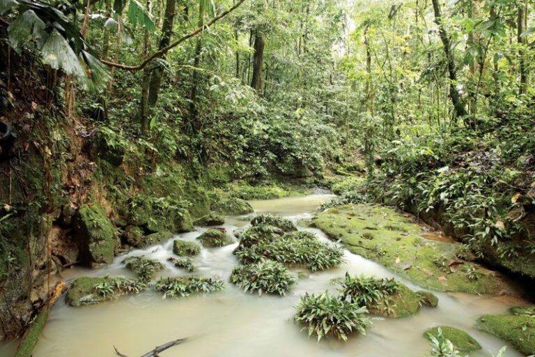 Exploring The Wonders Of The Amazon: Nature, Wildlife, And Environmental